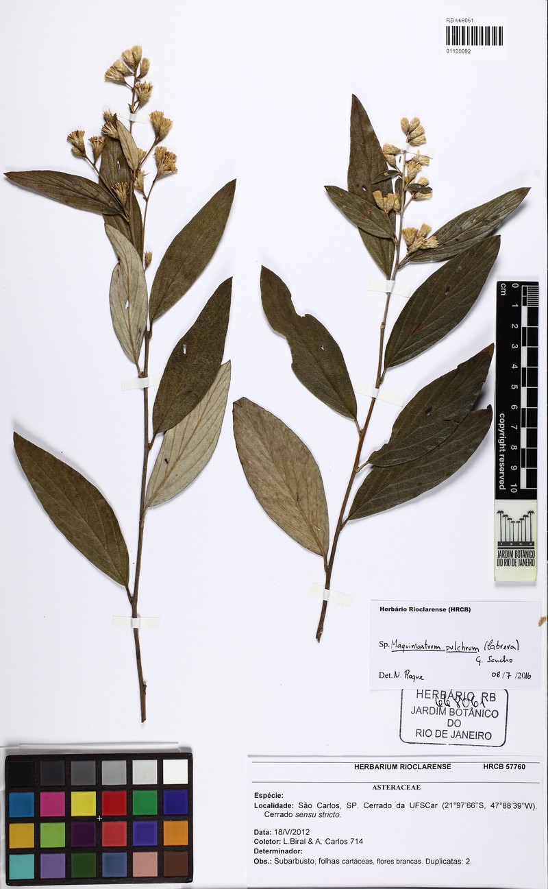 Moquiniastrum pulchrum photo 3