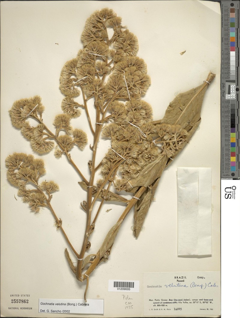 Moquiniastrum velutinum