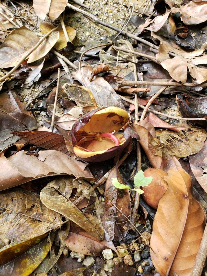Mora excelsa