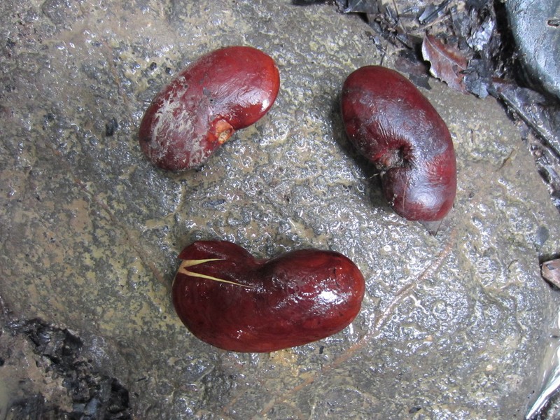 Mora excelsa photo 6