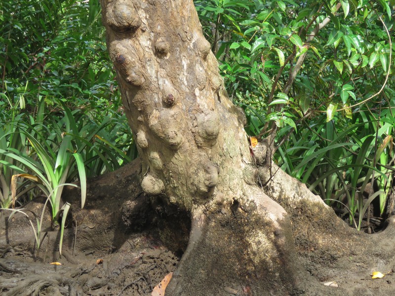 Mora oleifera