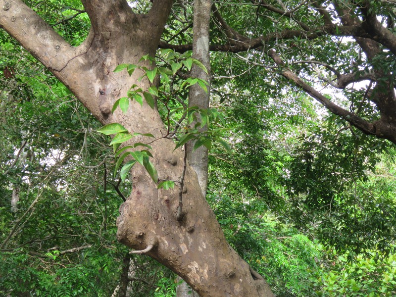 Mora oleifera photo 2