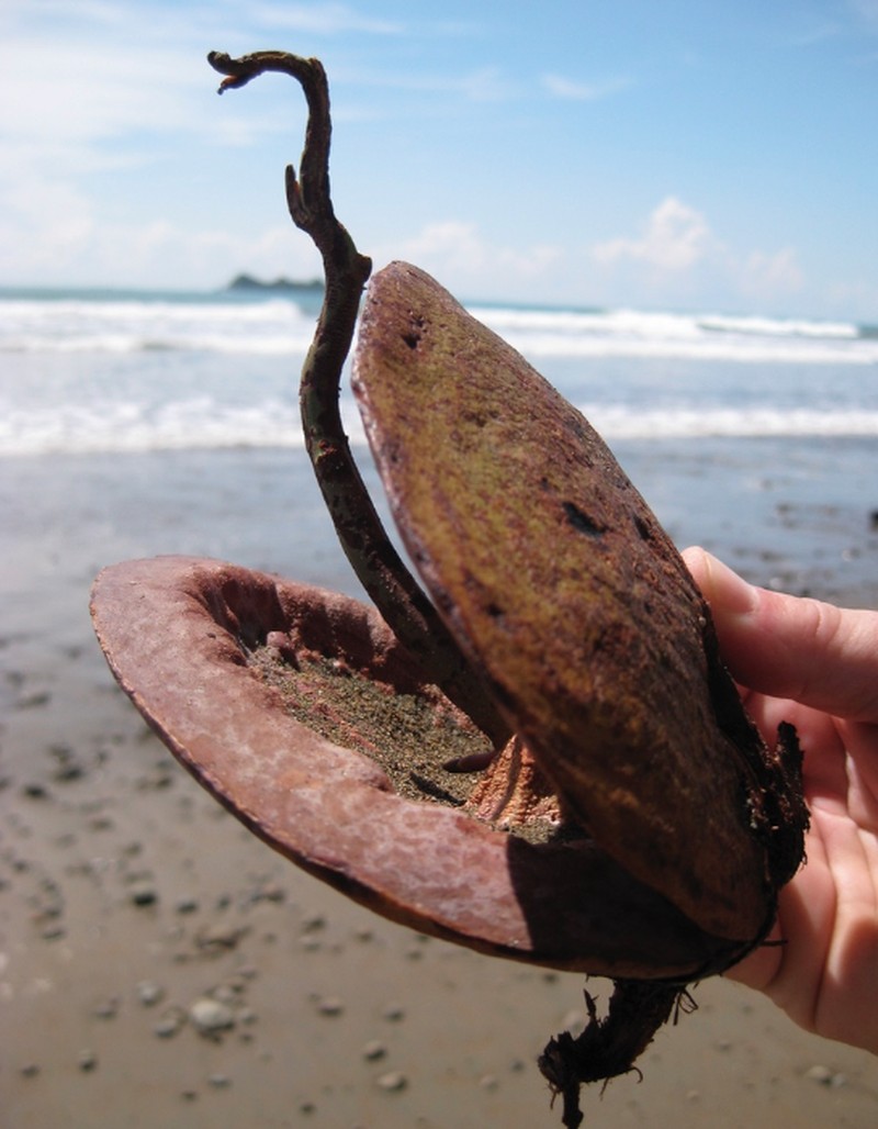 Mora oleifera photo 3