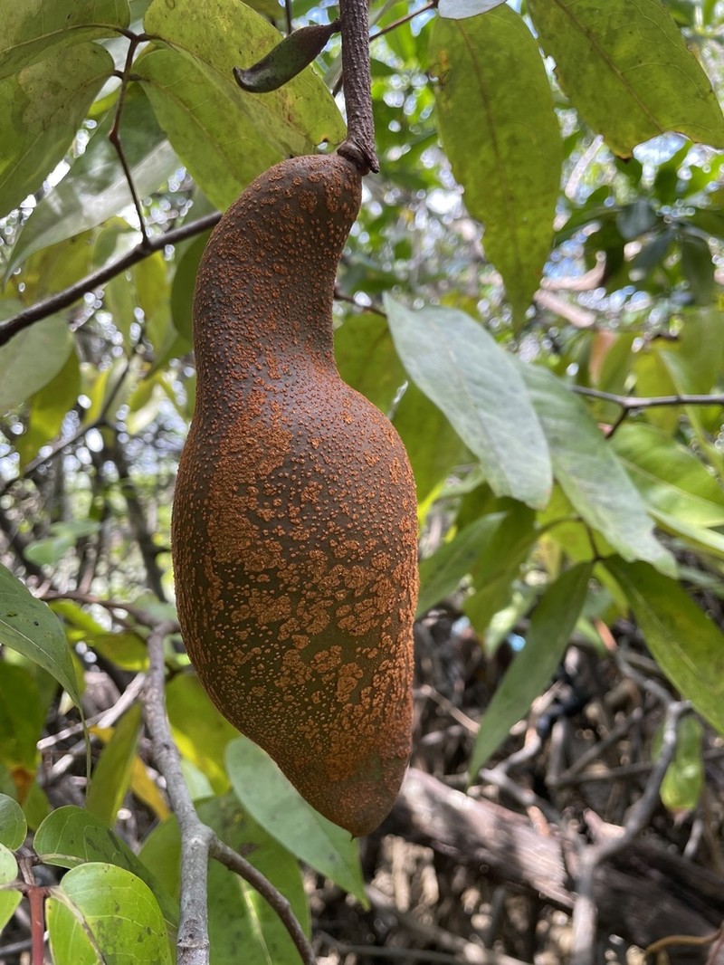 Mora oleifera photo 4