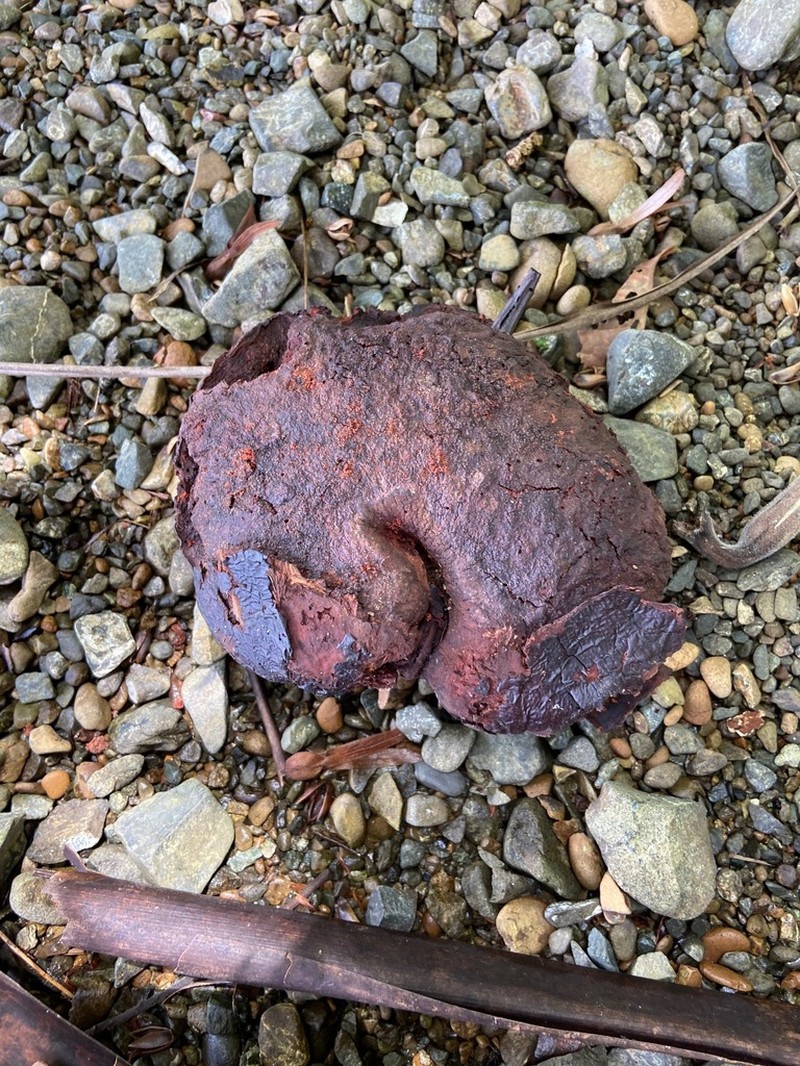 Mora oleifera photo 5