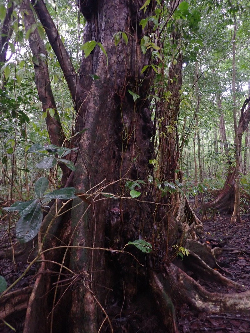 Mora oleifera photo 6