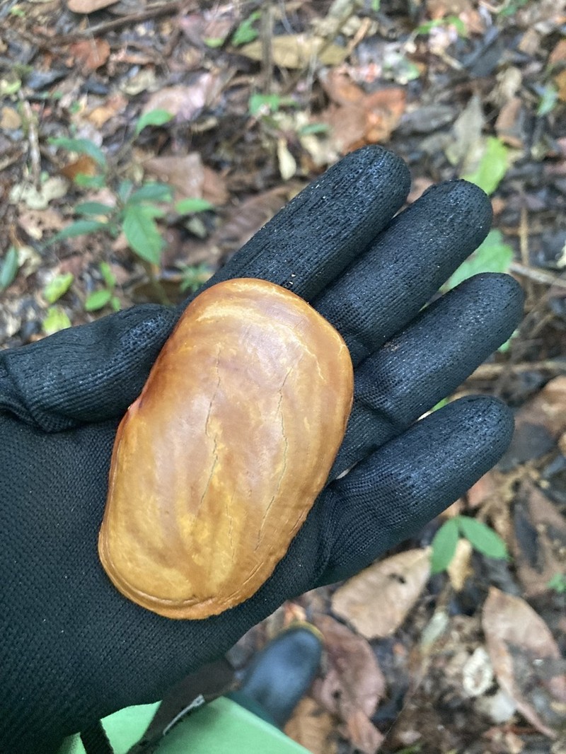 Mora paraensis