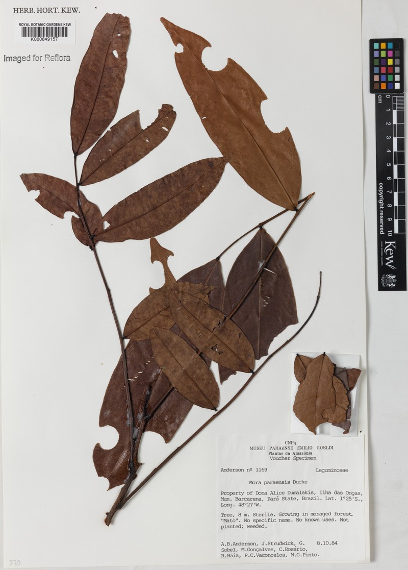Mora paraensis photo 5
