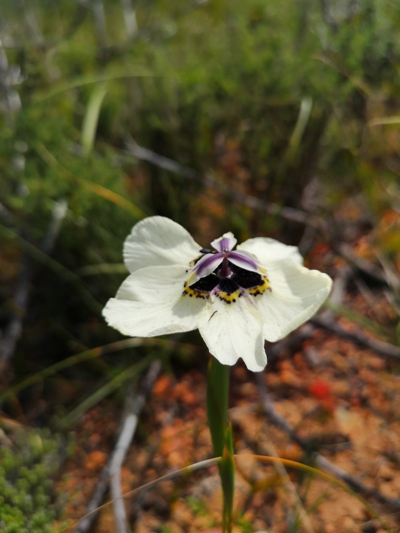 Moraea cistiflora