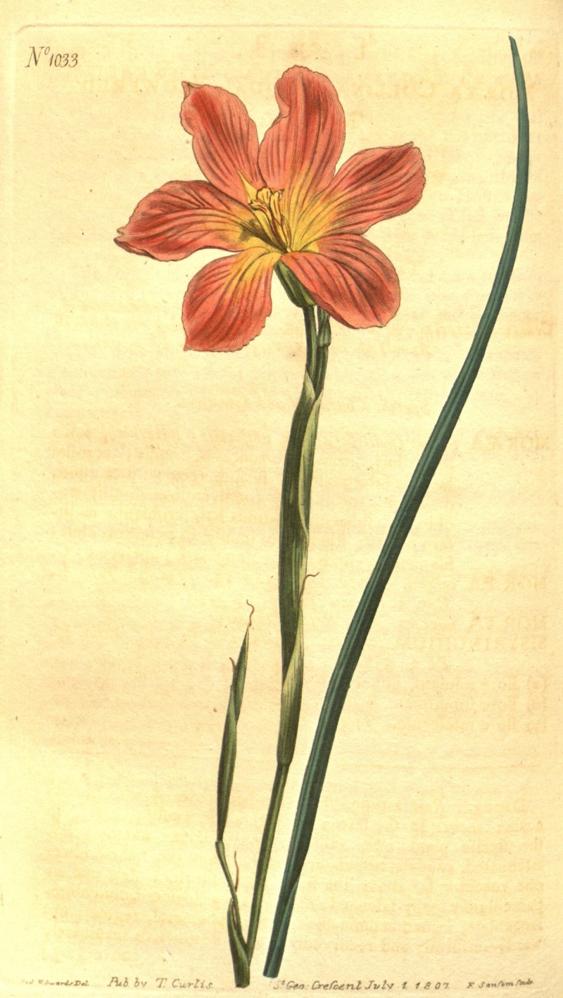 Cape Tulip photo 3