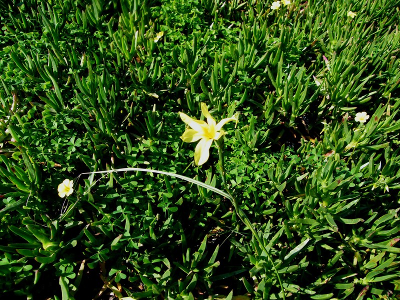 Cape Tulip photo 2