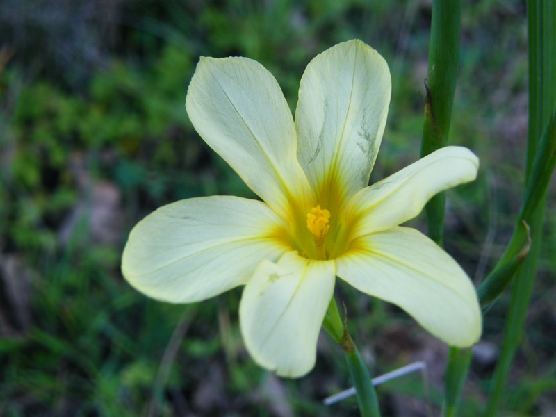 One-Leaf Cape Tulip