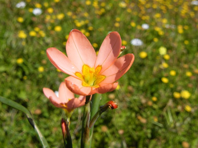 Two-Leaf Cape Tulip