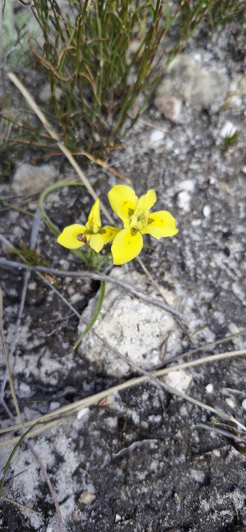 Moraea papilionacea subsp. glabrescens