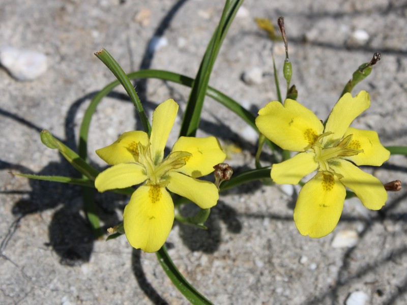 Moraea papilionacea subsp. glabrescens photo 2