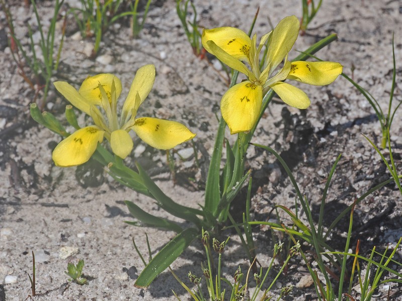 Moraea papilionacea subsp. glabrescens photo 3