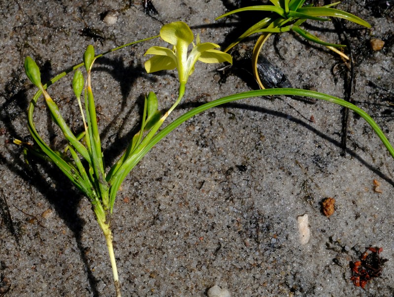 Moraea papilionacea subsp. glabrescens photo 4