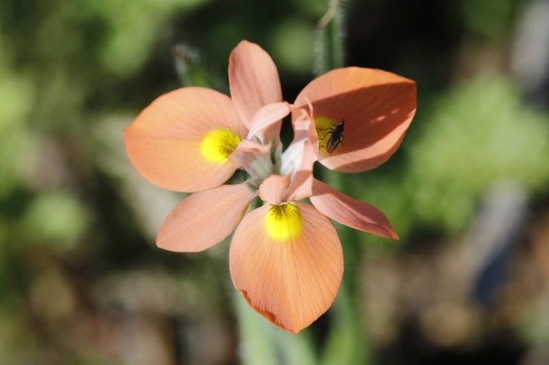 Moraea papilionacea subsp. papilionacea