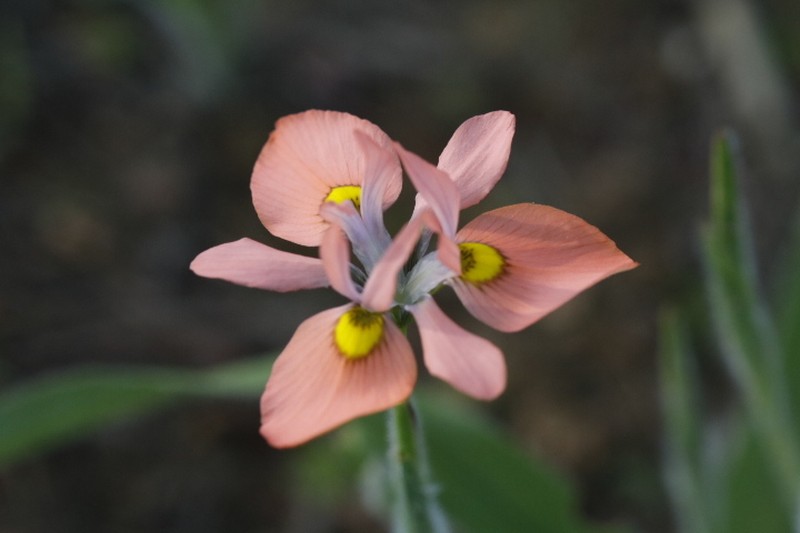 Moraea papilionacea subsp. papilionacea photo 2