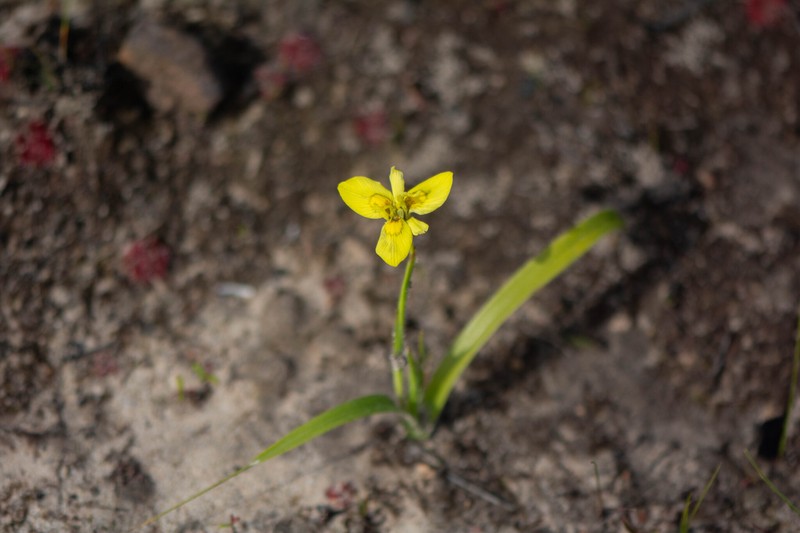Moraea papilionacea subsp. papilionacea photo 3