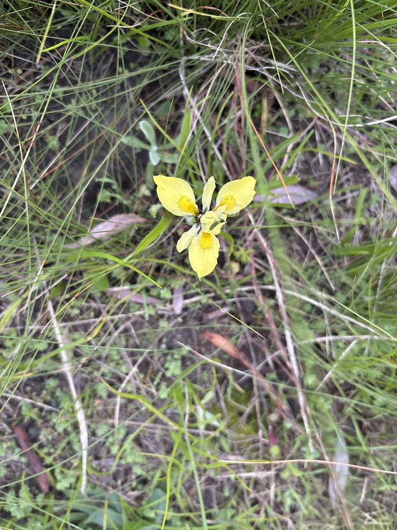 Moraea papilionacea subsp. papilionacea photo 4