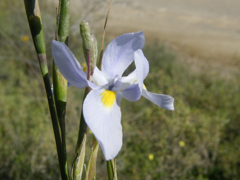 Blue-Tulip photo 4