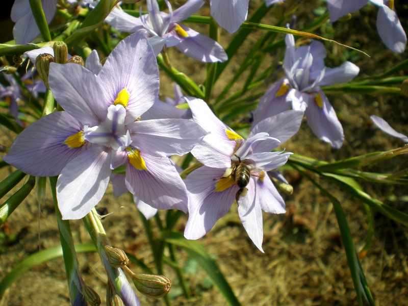Blue-Tulip photo 5