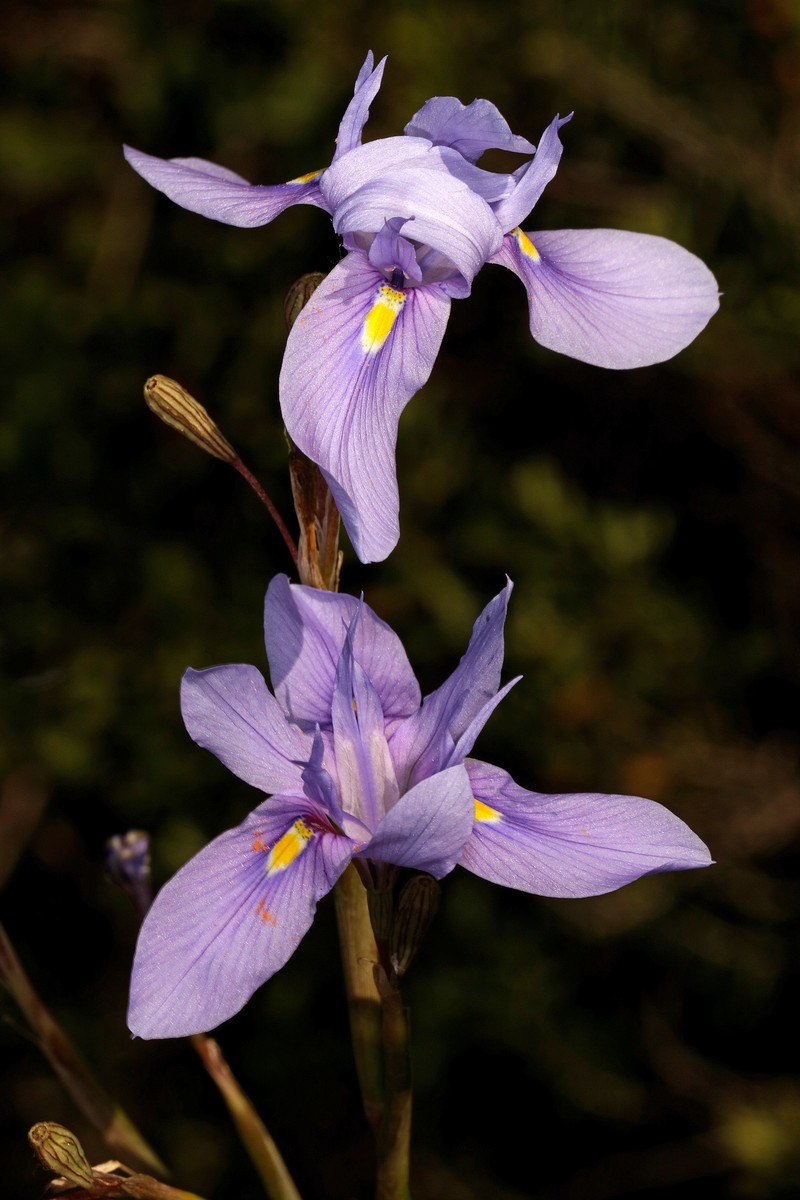 Blue-Tulip photo 3