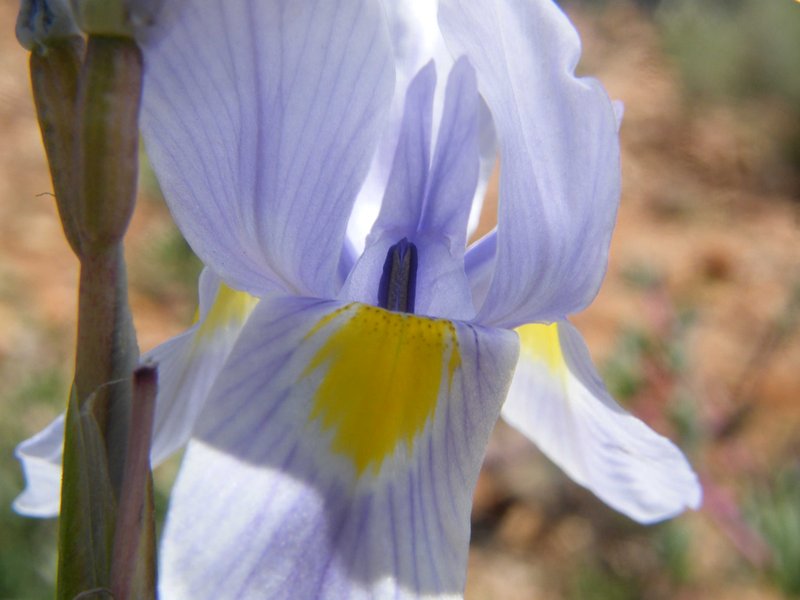 Blue-Tulip photo 7