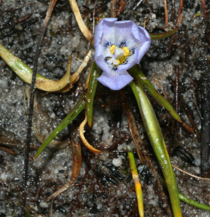 Moraea saxatilis