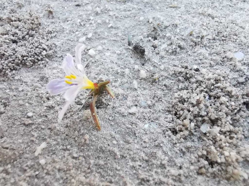 Moraea saxatilis photo 2