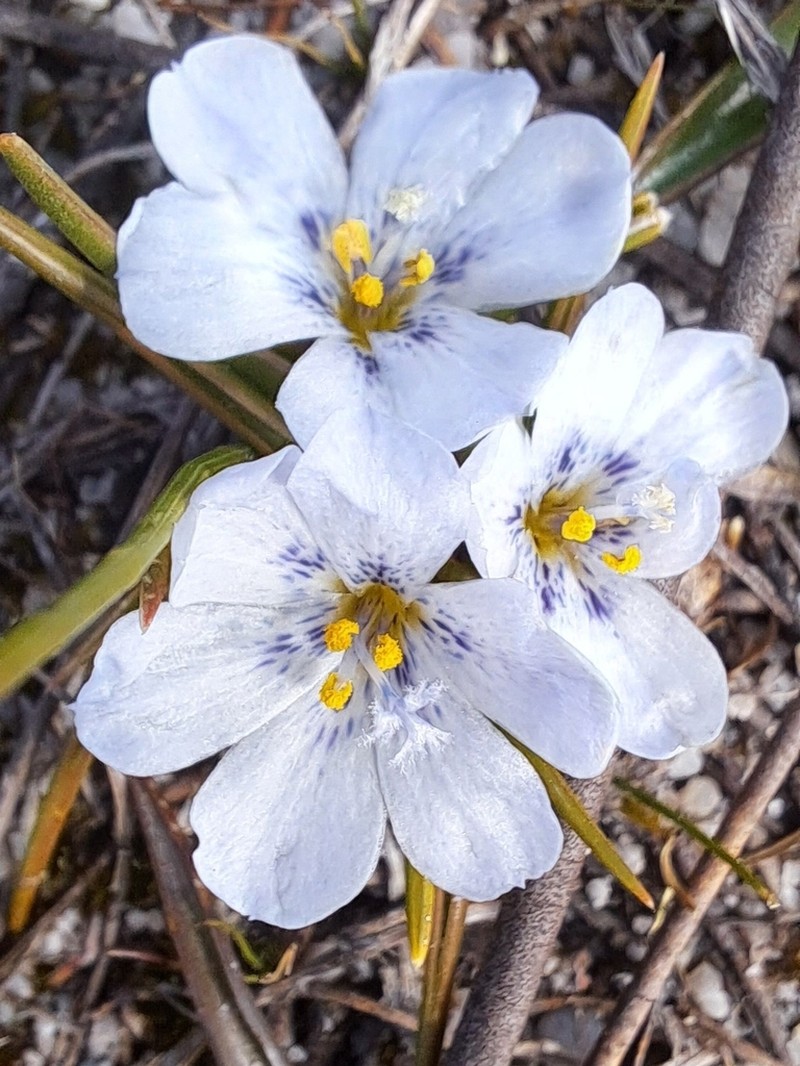 Moraea saxatilis photo 3