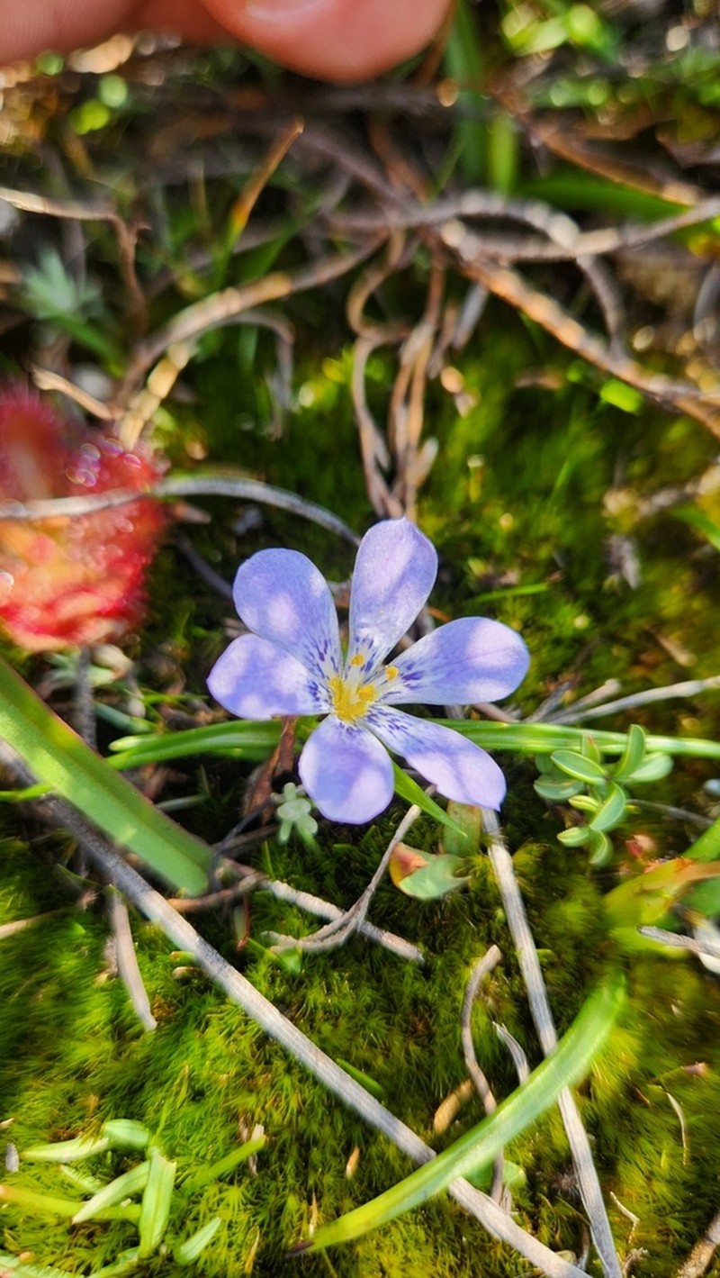 Moraea saxatilis photo 4