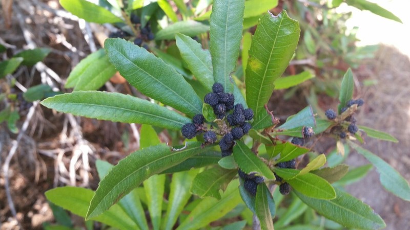 California Wax Myrtle photo 2