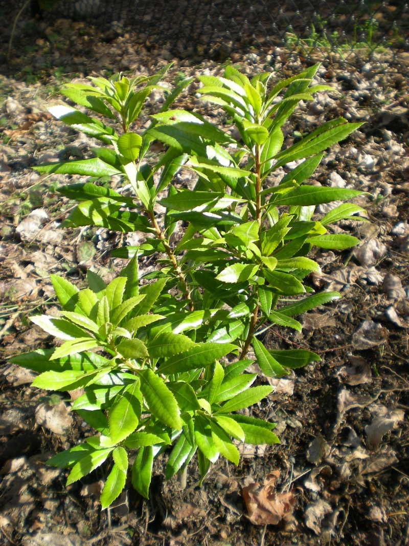 California Wax Myrtle photo 3