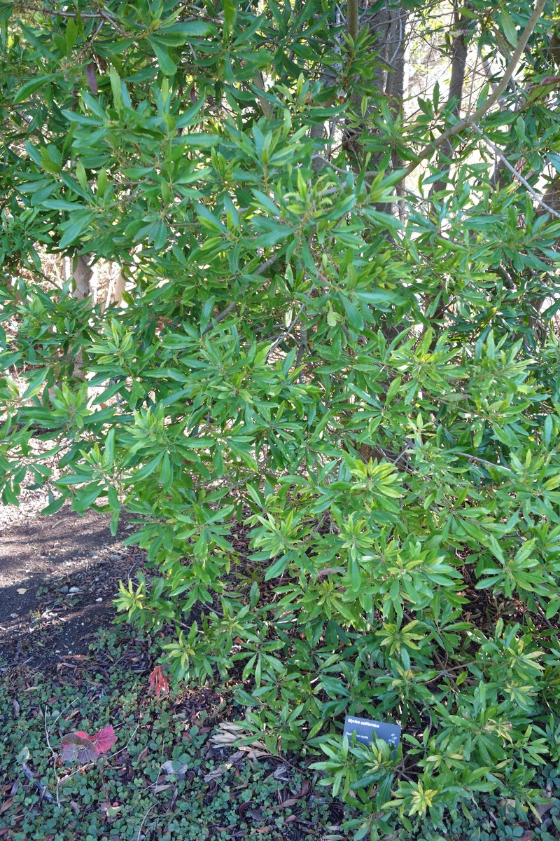 California Wax Myrtle