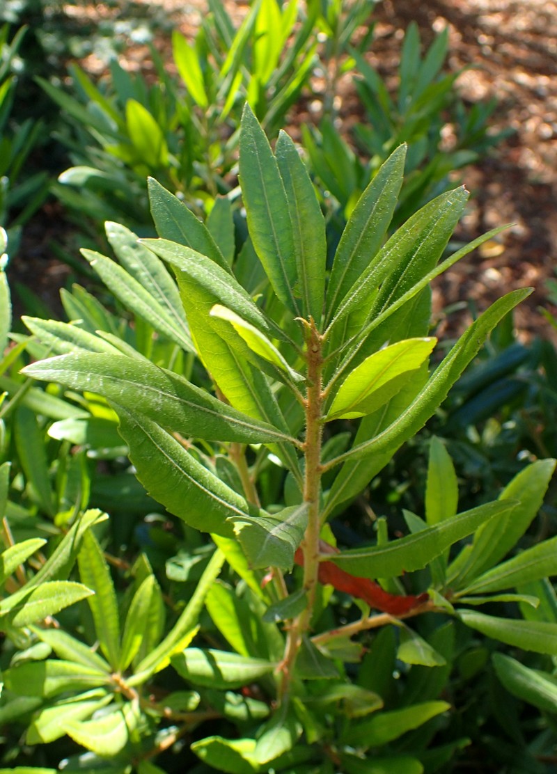 California Wax Myrtle photo 4