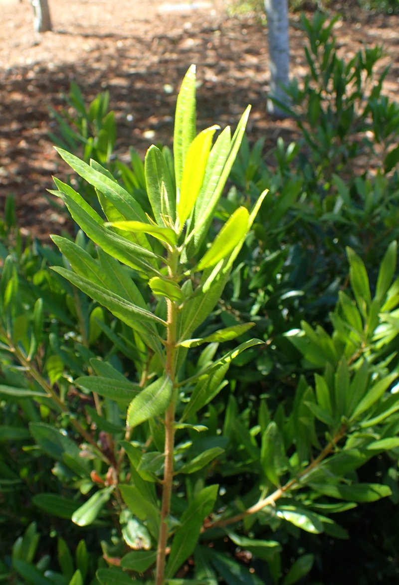 California Wax Myrtle photo 5