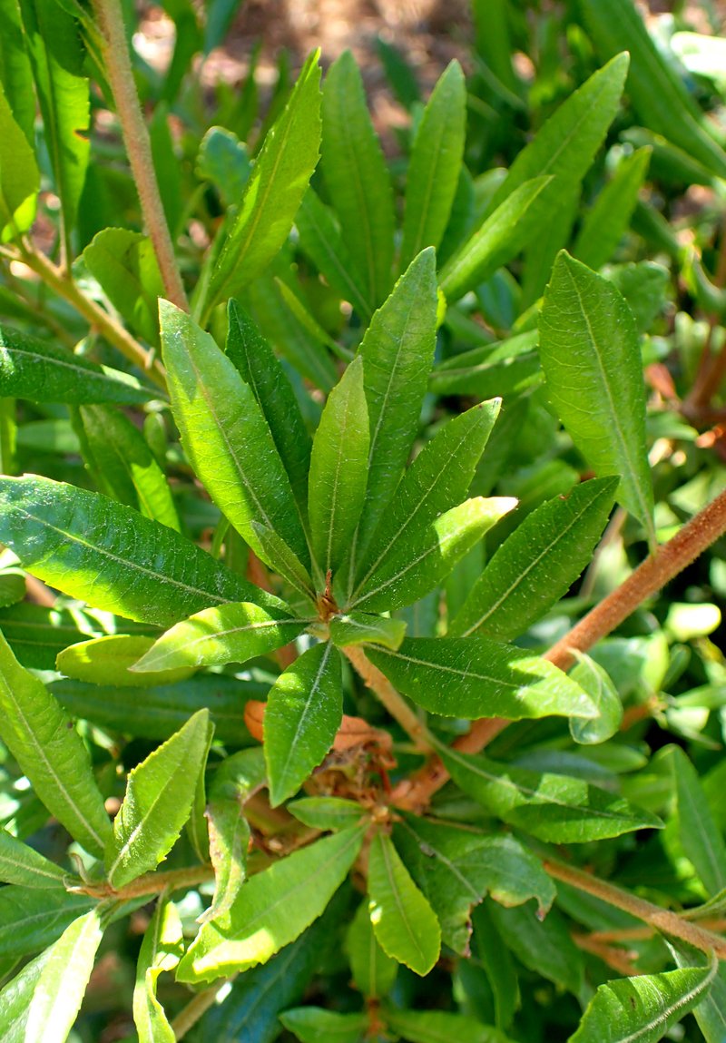 California Wax Myrtle photo 6