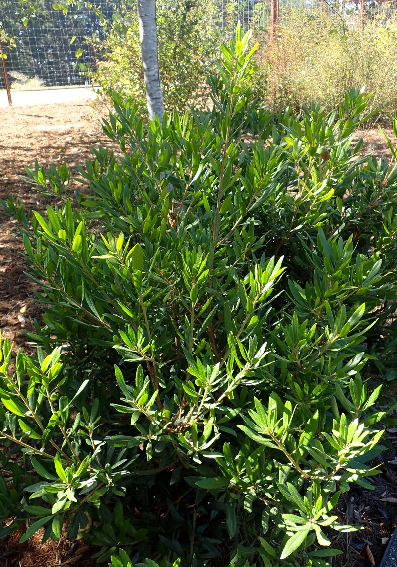 California Wax Myrtle photo 7