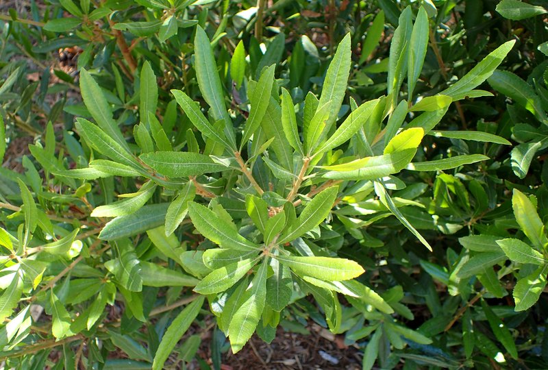 California Wax Myrtle photo 8