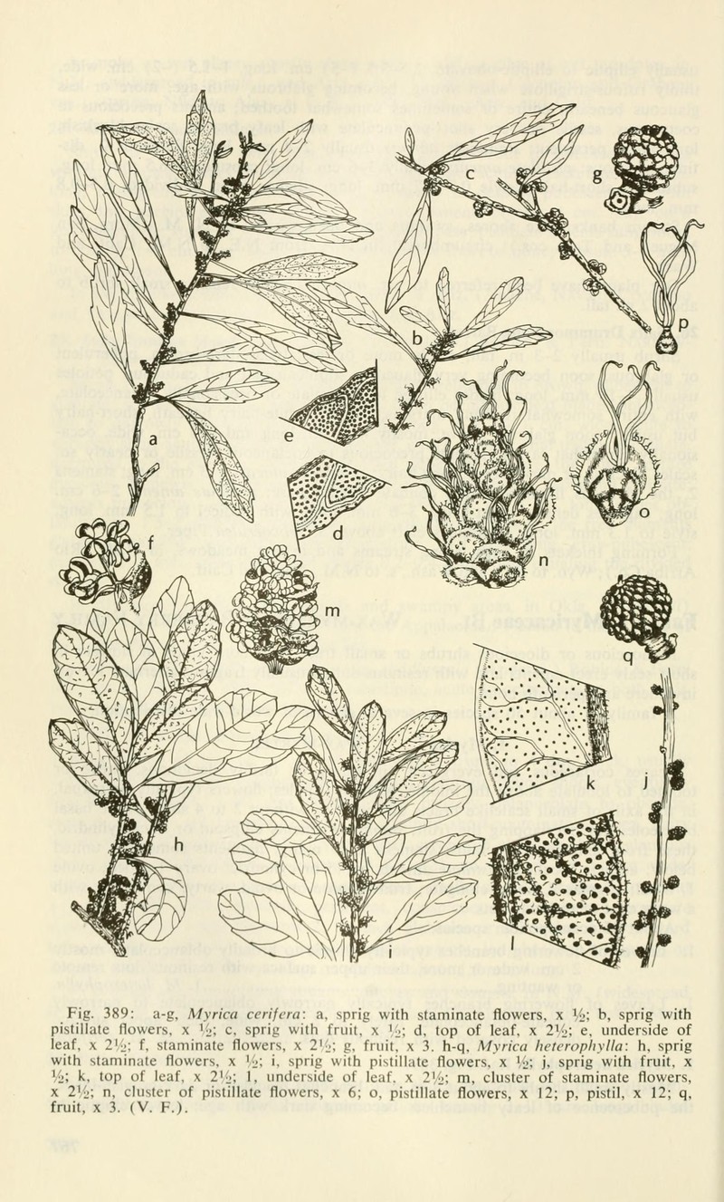 Southern Bayberry photo 2