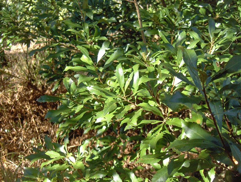 Southern Bayberry photo 3