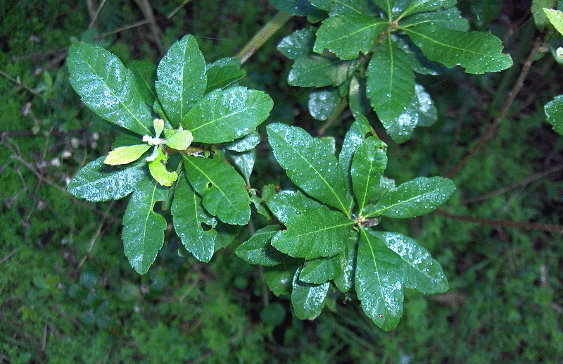Southern Bayberry photo 4