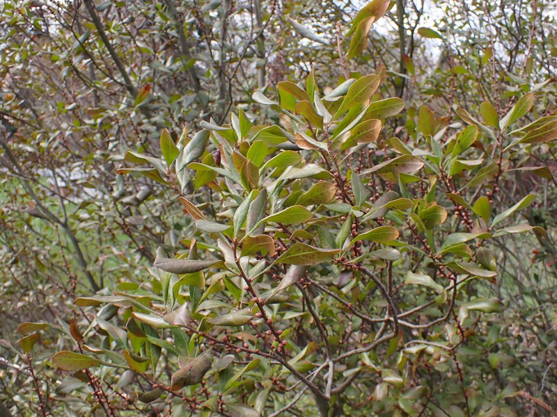 Southern Bayberry photo 5