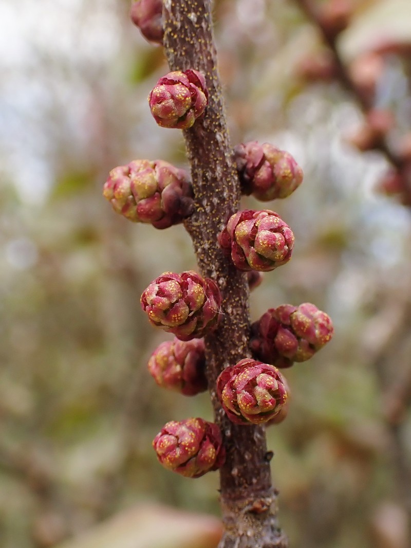 Southern Bayberry photo 6