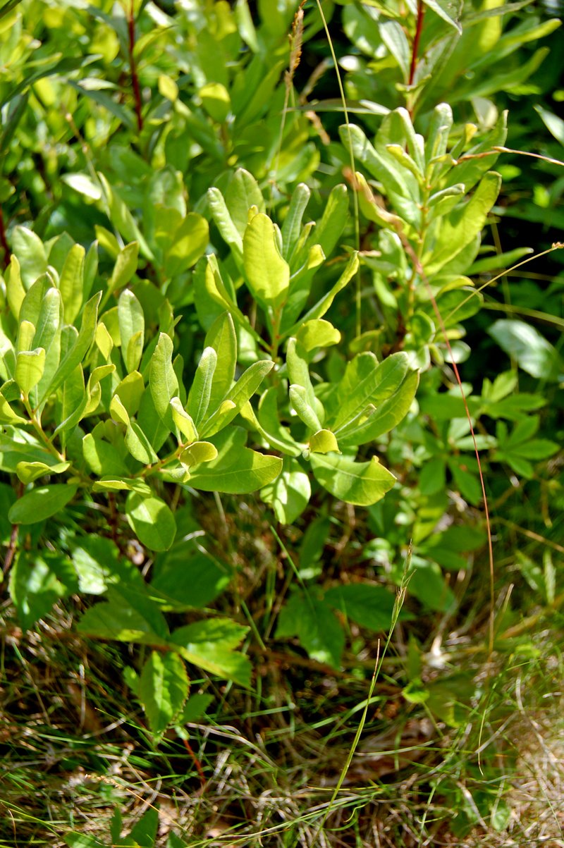 Southern Bayberry photo 7