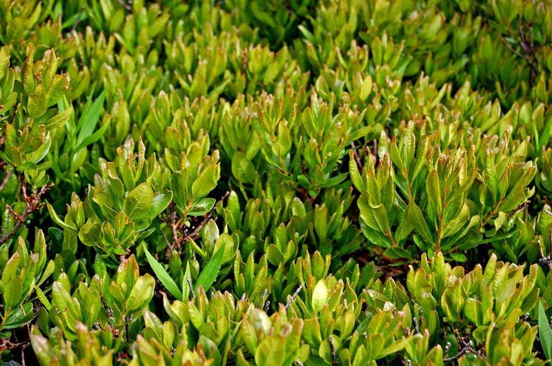 Southern Bayberry photo 8