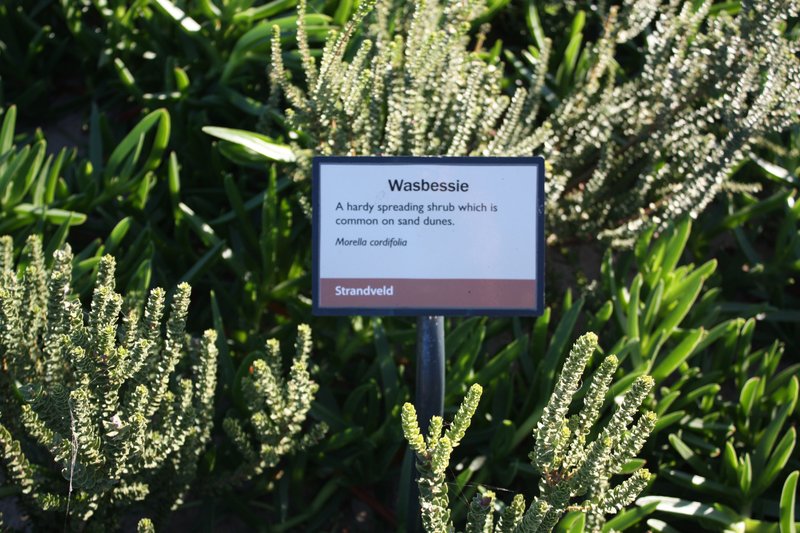 Waxberry photo 2