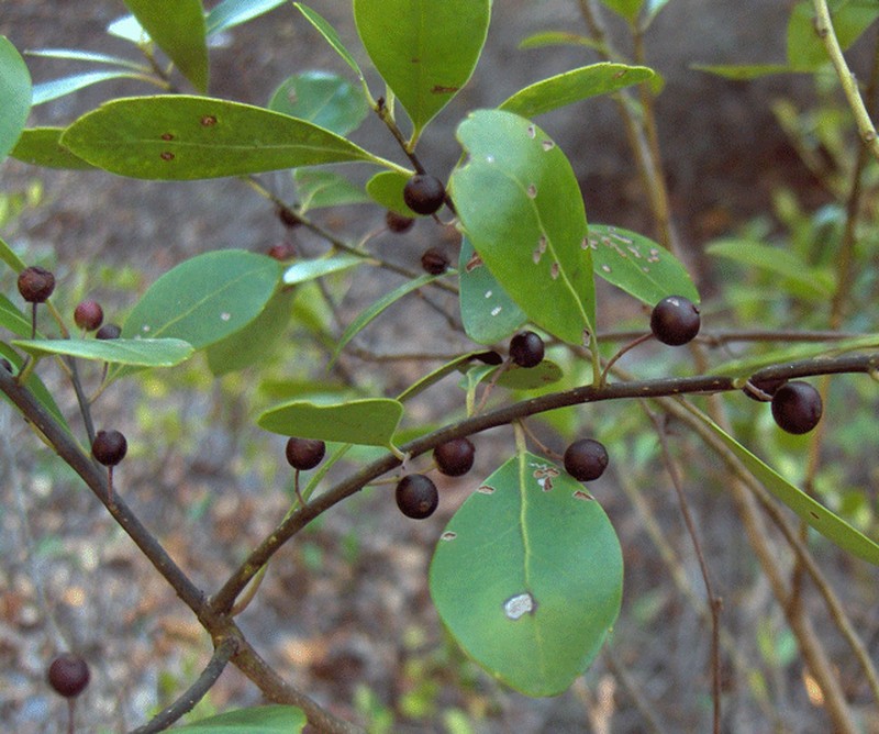 Scentless Bayberry photo 2